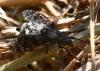 Platystoma lugubre